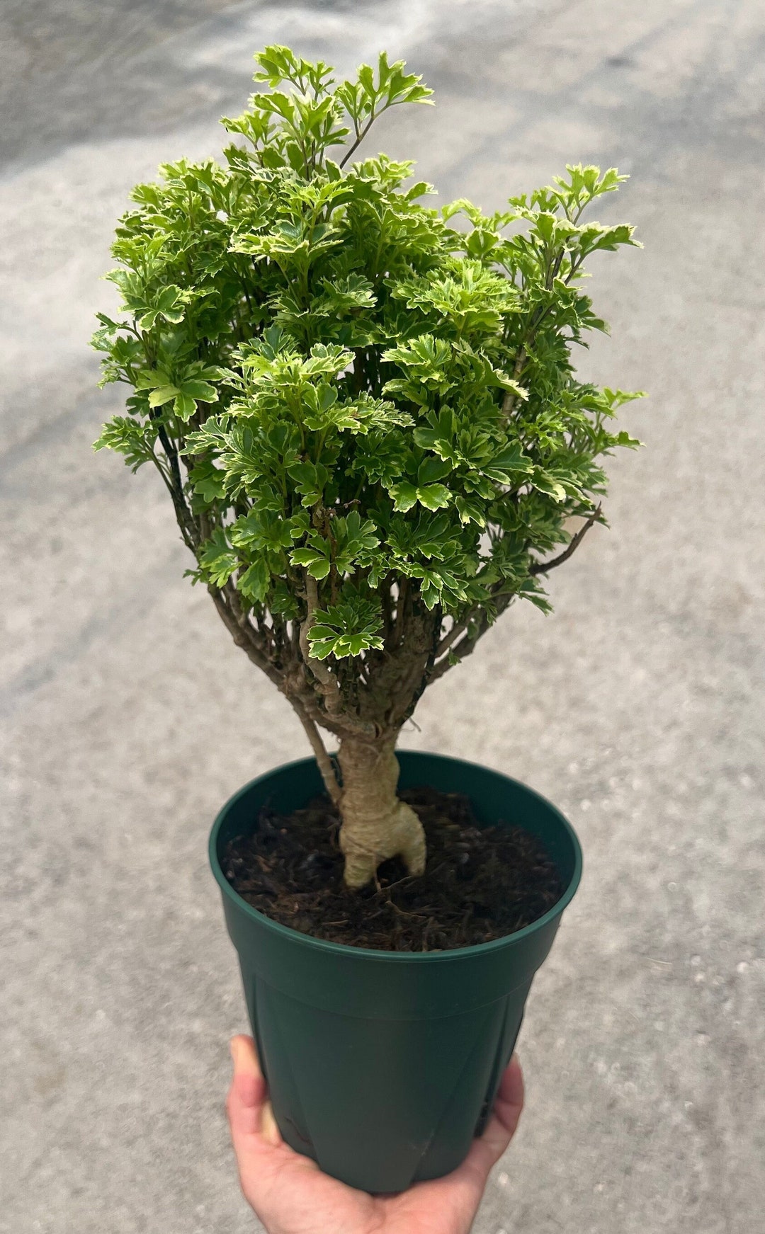 Aralia Polyscias Ming Gold Variegated, Mini Bonsai Tree,aralia , Aralia