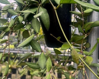 Rare Hoya Burtoniae Plant, Rooted Hanging Pot