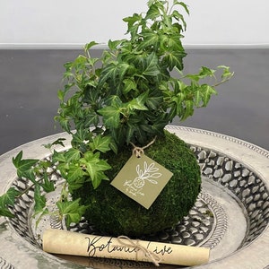 Ivy plant Kokedama- Kokedama -Hedera -Hanging plant- moss-ball-  English ivy (Hedera helix) - H: 8&quot;-11 &quot; + Tall