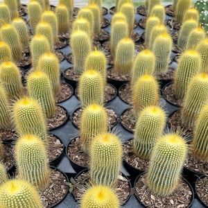 Golden Ball Cactus,Parodia leninghausii ,Live Succulent, Showy Blooms, Hard to Kill, Yellow Cactus, Succulent | Indoor Plant,4&quot; Pot