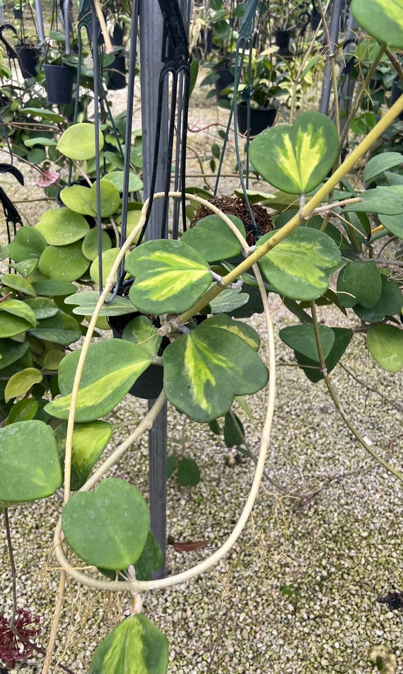 Hoya Kerrii Albomarginata, Variegated Kerrii Hoya, Sweetheart Hoya, Rare Wax Houseplant, Heart-Shaped Plant, Plant Rooted Large HANGING POT