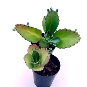 2&quot; Mother of Thousands Kalanchoe Live plant fully rooted, Fast-Growing Succulent, medicinal, healing, low price -babies kalanchoes rooted
