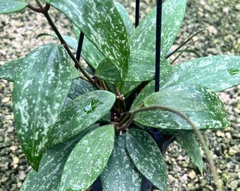 Hoya Pubicalyx 'Splash' Wax Plant “freckles”  Rare Hoya, Rooted  HANGING POT