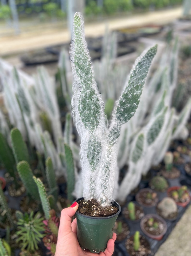 Botaniclivebysandra Prickly Pear Cactus - Thumbnail 2