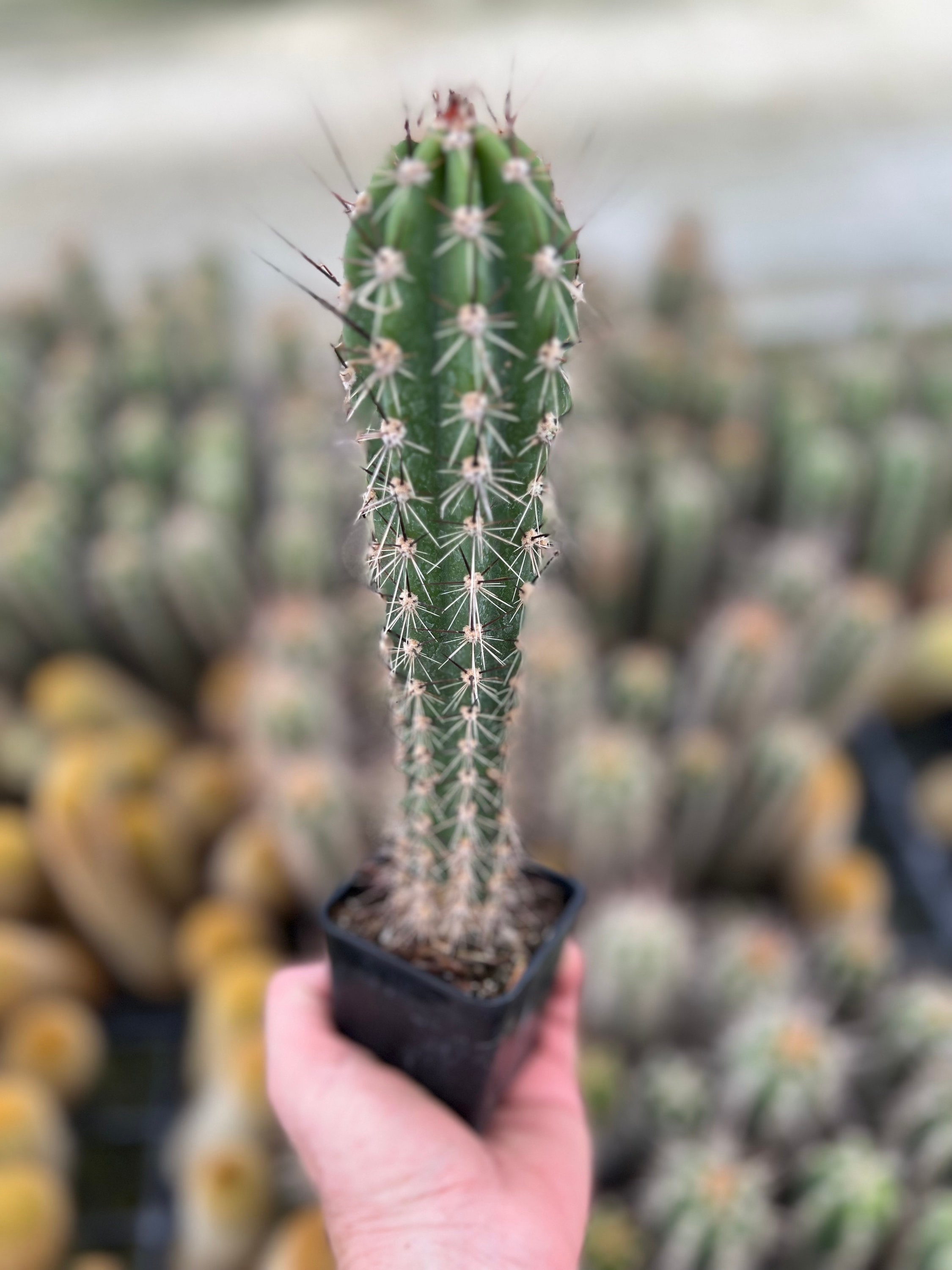 Cactud Neoraimondia Herzogiana Cactus, Baseball Bat Cactus, Live