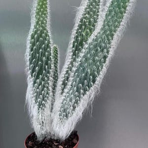 May include: A potted cactus with multiple green, elongated stems covered in white, fuzzy hairs. The cactus is in a small, brown plastic pot. The plant is held against a gray background.
