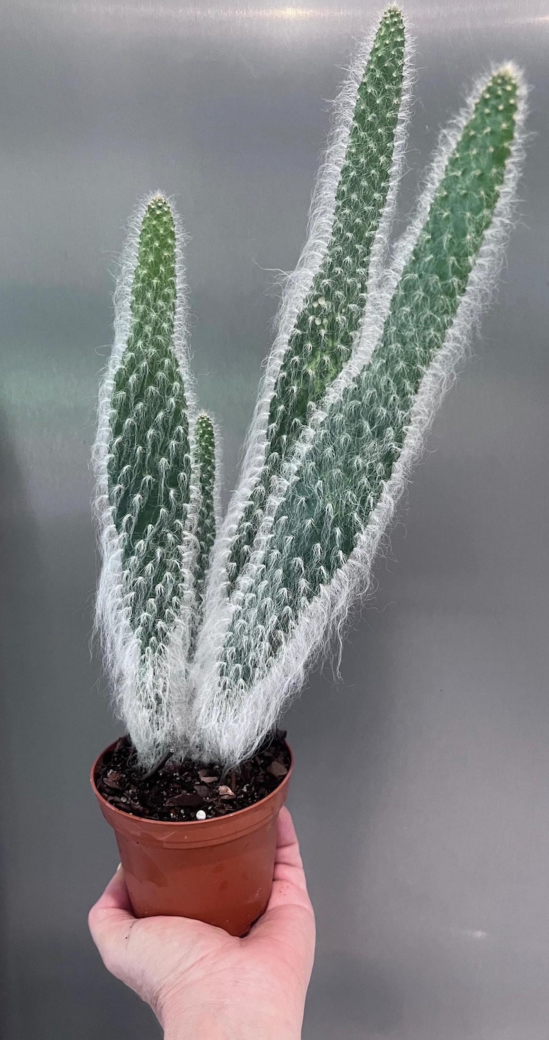 Botaniclivebysandra Prickly Pear Cactus