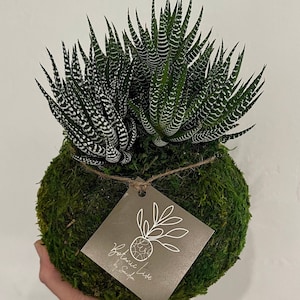 Zebra Haworthia,Haworthiopsis fasciata Zebra Plant,Haworthiafasciata kokedama,Succulent, Kokedama-Gift Succulent   Height: 6- 11 inches