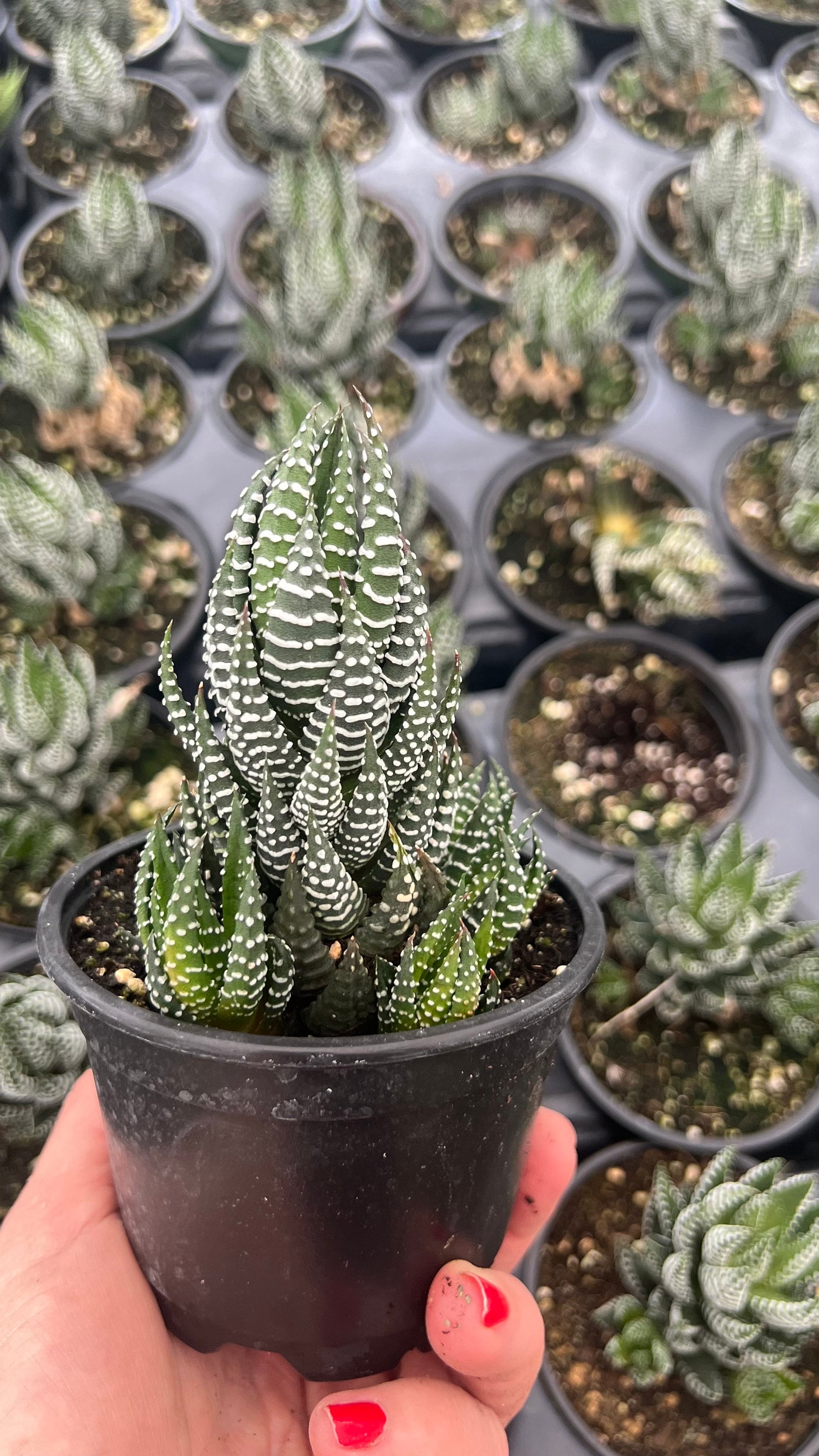 多肉植物全書 All about SUCCULENTS 多肉植物全書 All about SUCCULENTS | パワポン・スパナンタナー