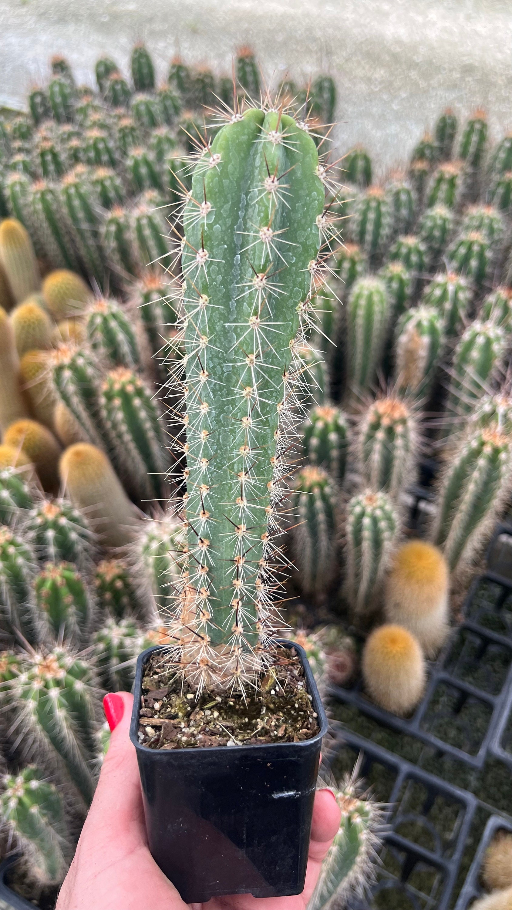 Cactud Neoraimondia Herzogiana Cactus, Baseball Bat Cactus, Live Plant - 4"  Pot - Etsy