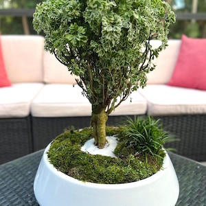 May include: A small, green, leafy plant with white variegation is potted in a white ceramic planter. The plant is styled to resemble a bonsai tree. The planter is sitting on a black wicker table.