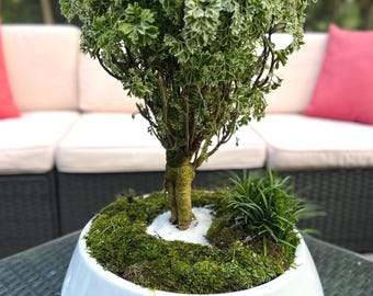 Variegated Aralia Ming Bonsai Tree, Ceramic Pot Arrangement