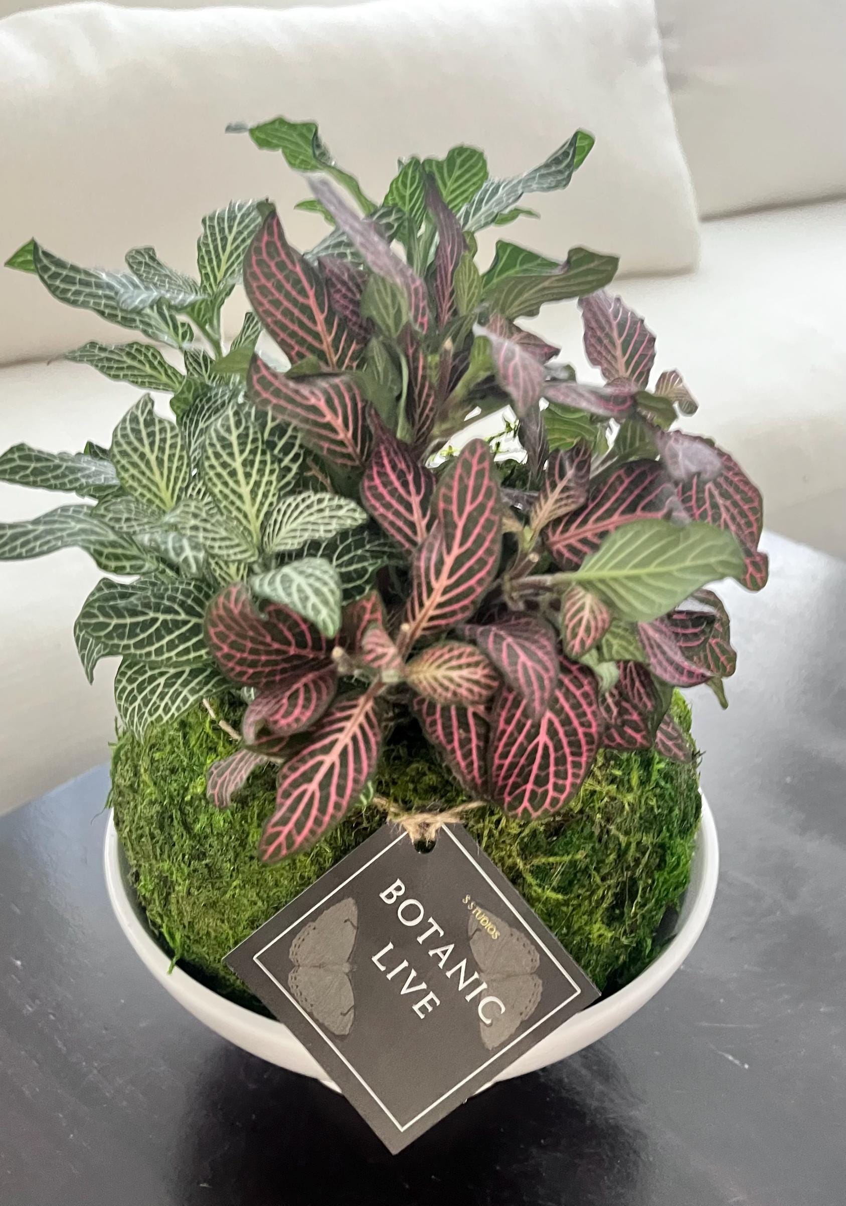 Fittonia Kokedama, Pink Angel Nerve Plant - Etsy
