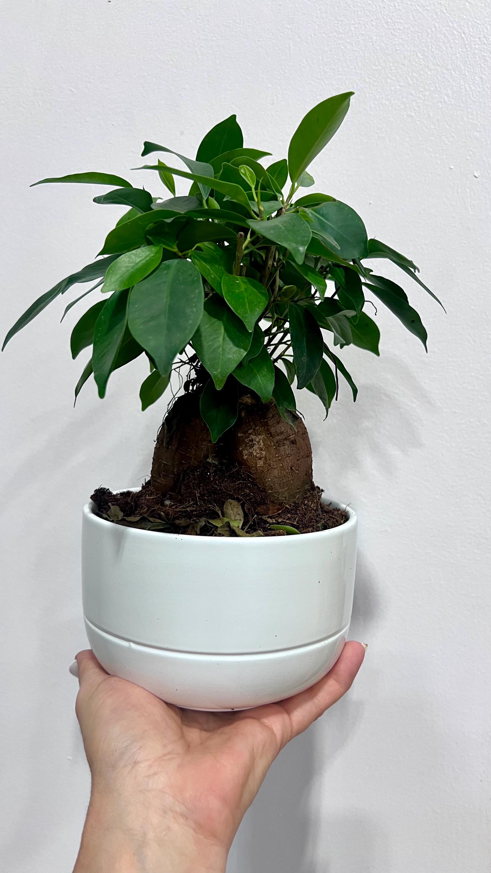 Ginseng Ficus Bonsai  Easy Indoor Houseplant (5.5-6" Pot) - Etsy