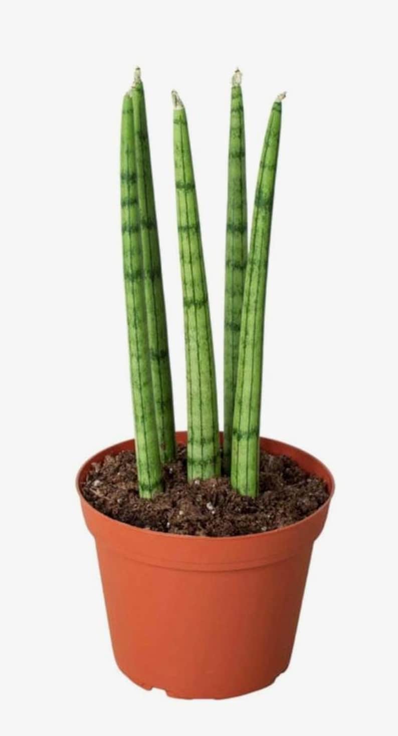 Sansevieria Cylindrica