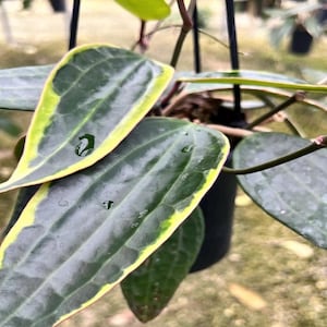 Hoya Macrophilla albomarinata, Hoya, Rare , Plant Rooted  HANGING POT