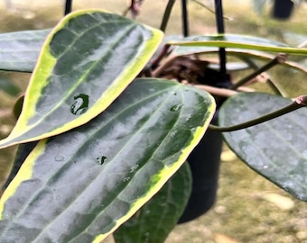 Hoya Macrophilla albomarinata, Hoya, Rare , Plant Rooted  HANGING POT