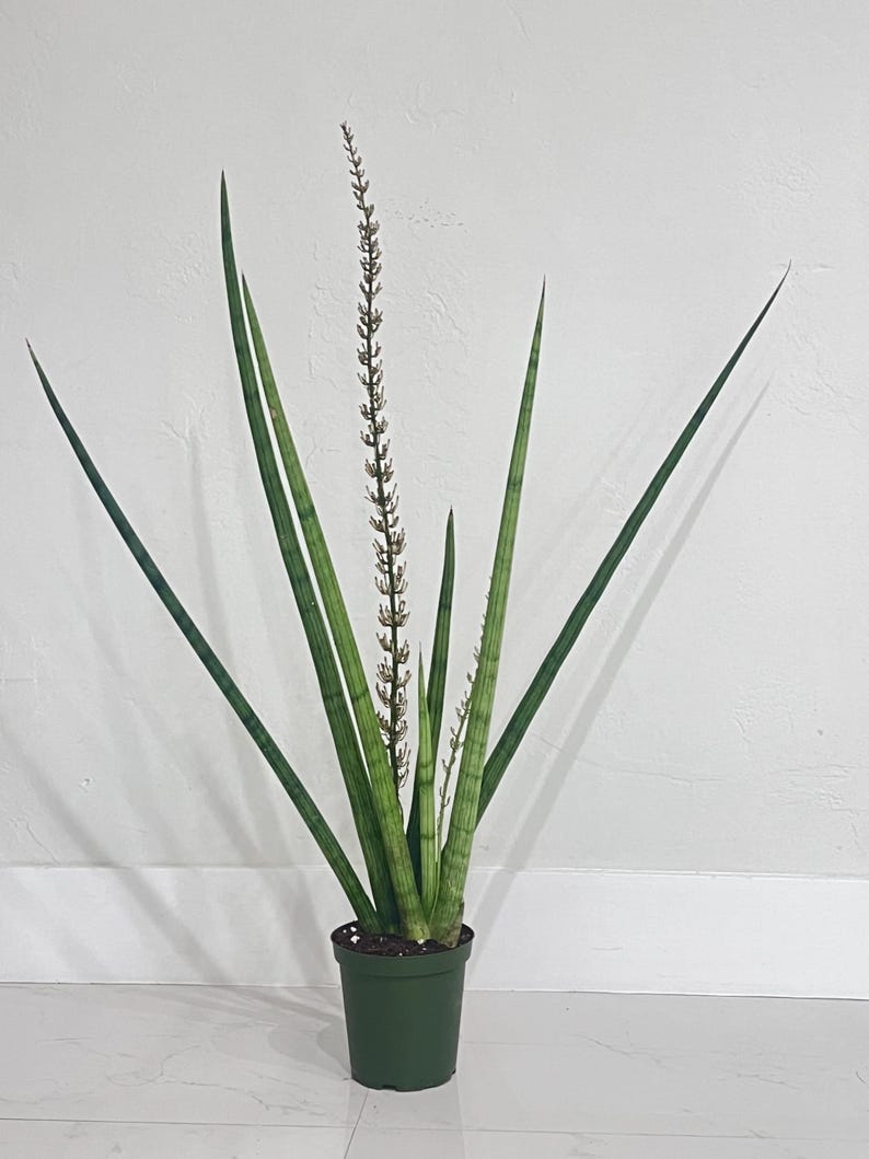 Botaniclivebysandra Sansevieria Cylindrica - Thumbnail 3