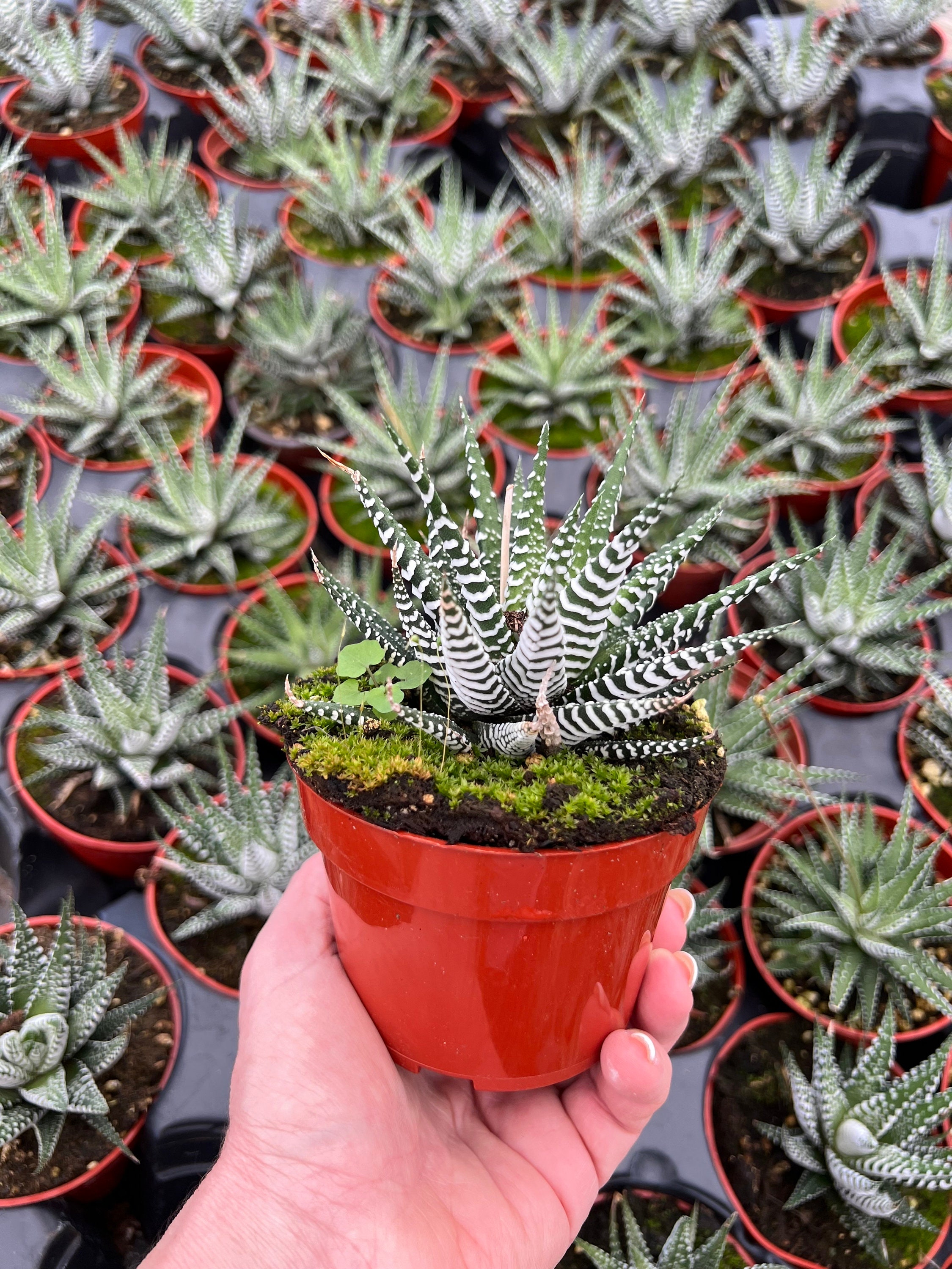Haworthia Zebra Plant, 4 Inch Planter Pot - Etsy