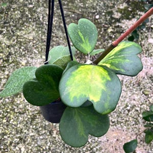 Hoya Reverse Variegata Kerrii Hoya, Sweetheart Hoya, Rare Wax Houseplant, Heart-Shaped Plant, BIG Plant Rooted HANGING POT