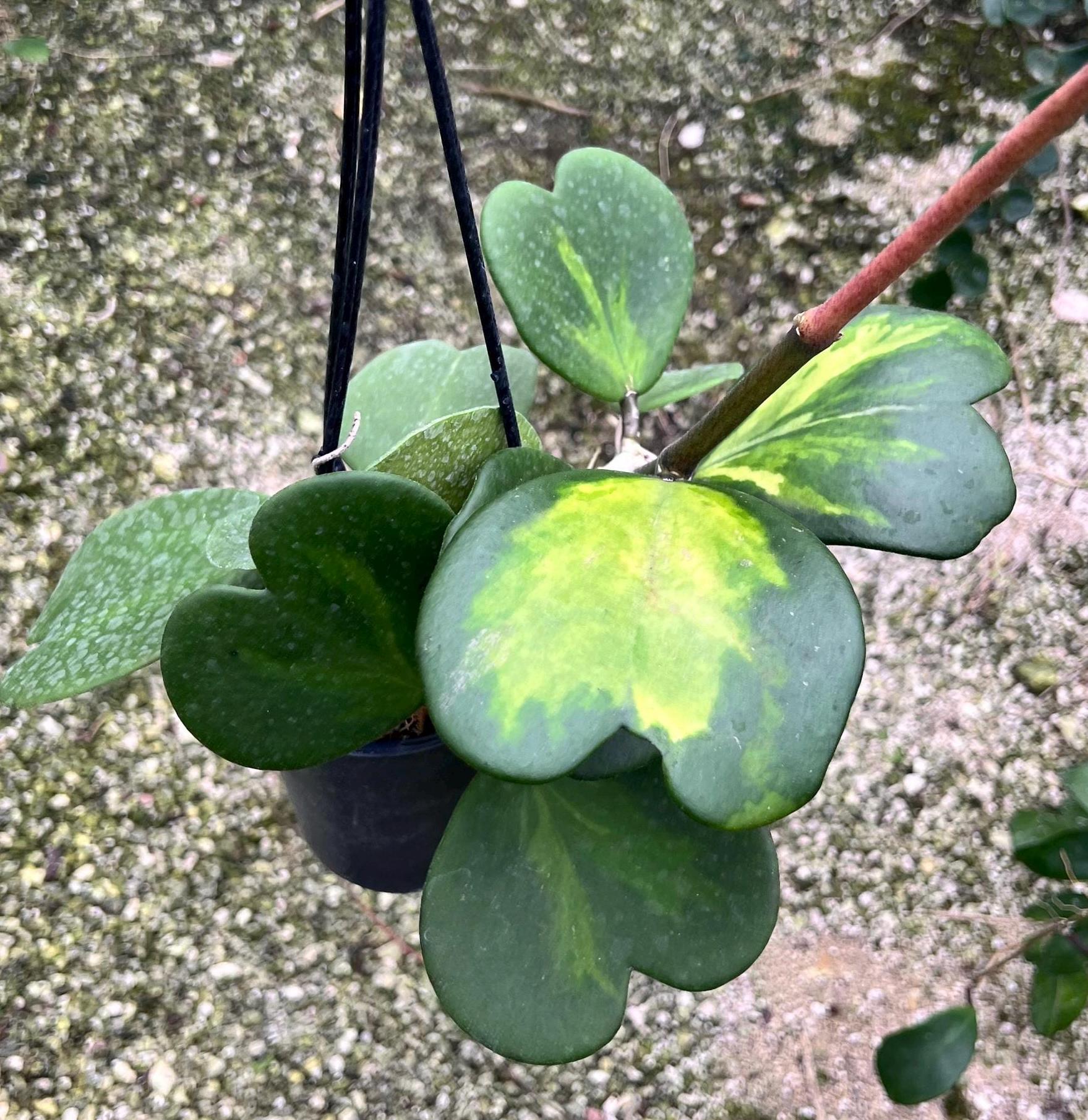 Reverse Variegata Hoya Kerrii, Heart-Shaped Plant in Hanging Pot