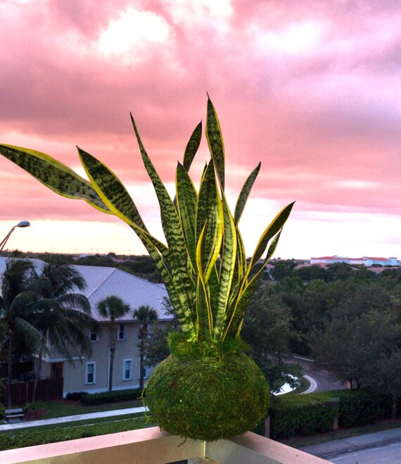 Handcrafted Sansevieria Kokedama  Snake Plant Moss Ball - Etsy