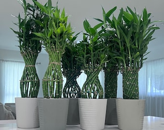 artificial snake plant uk Artificial Snake Plant | Plants