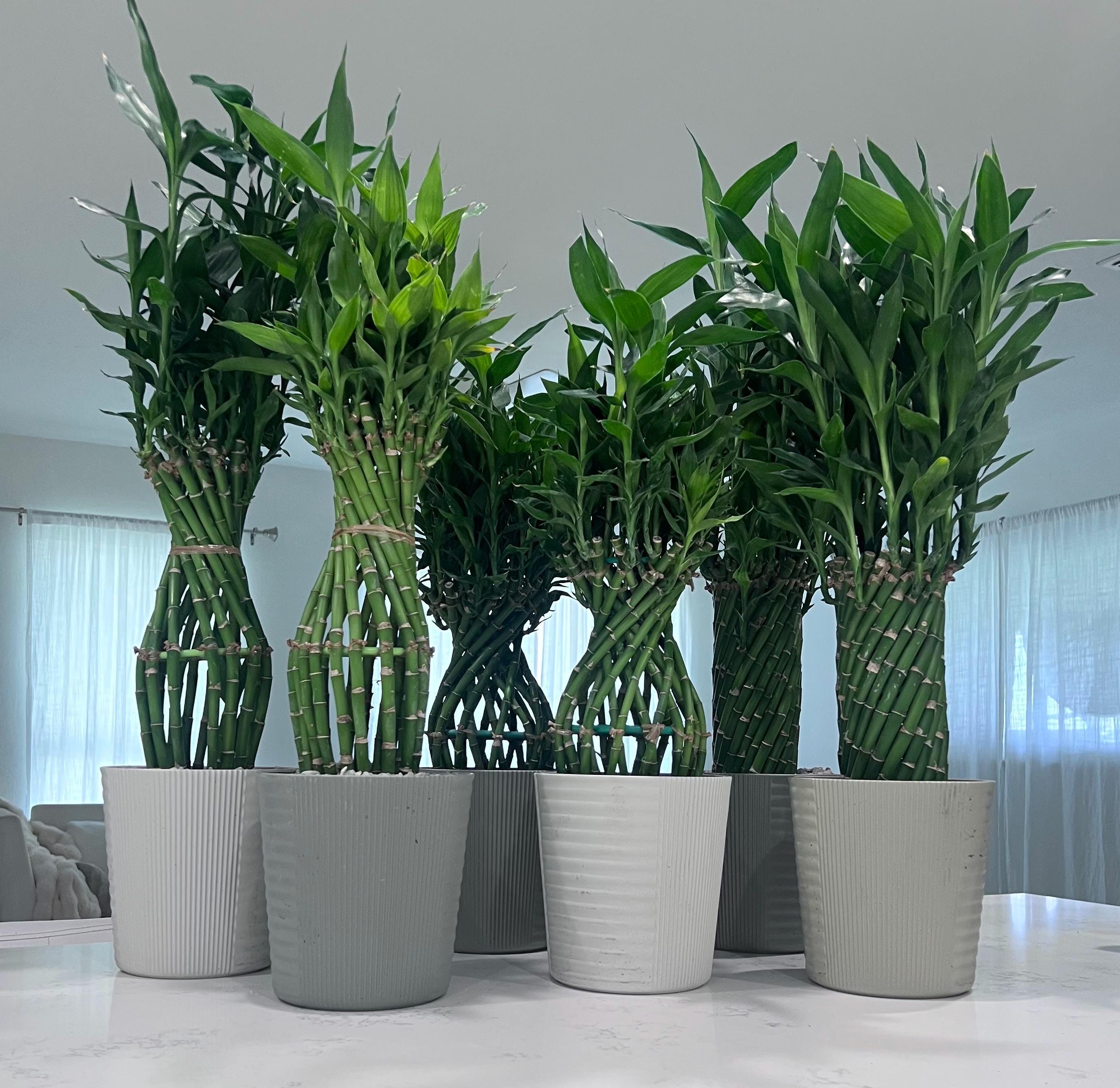 Lucky Bamboo Live Indoor Plant - Etsy