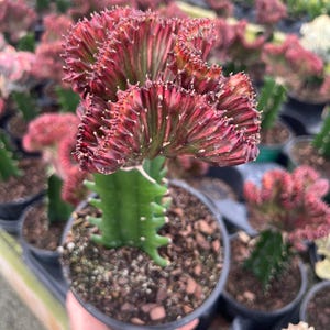 Crested Euphorbia,Candelabra cactus, Euphorbia, False cactus,Dragon bones, Mermaid Tail Cactus  Cristata Lactea, Coral cactus 6&quot;Pot