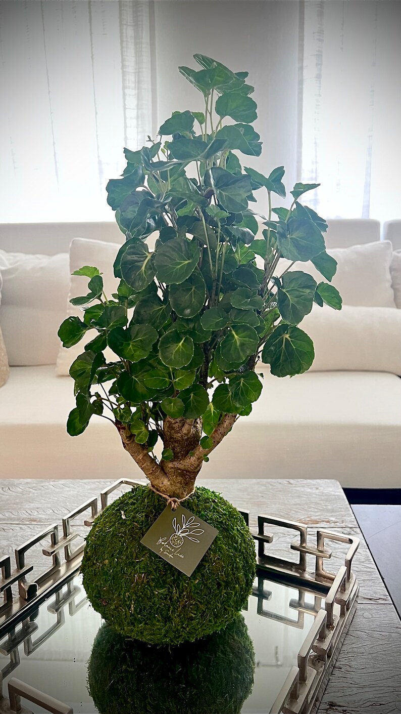 Fabian Aralia stump - Polyscias scutellaria - Thumbnail 3