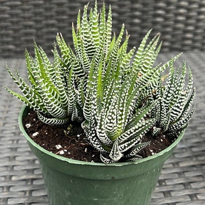 Haworthia Zebra Succulent Plant, succulent, Haworthia Fasciata, Zebra plant, Zebra cactus, Rooted in 6&quot;-inches Planter Pot -Big Haworthia