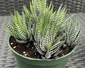 Haworthia Zebra Succulent Plant, succulent, Haworthia Fasciata, Zebra plant, Zebra cactus, Rooted in 6"-inches Planter Pot -Big Haworthia