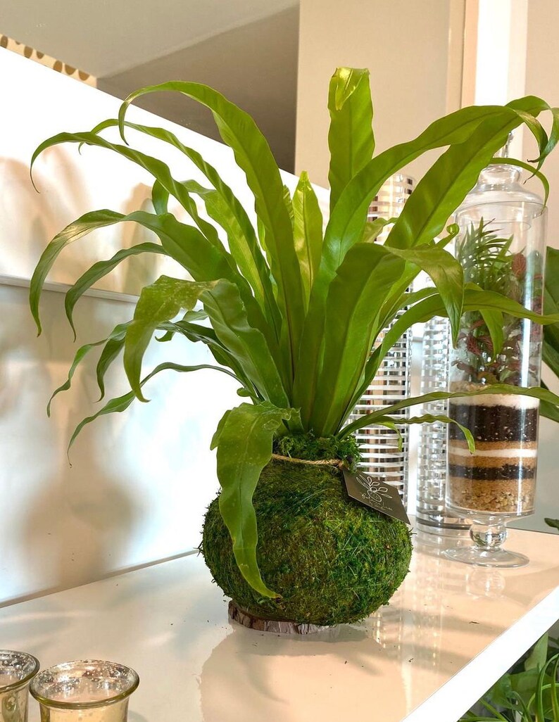 Bird's Nest Fern Kokedama - Thumbnail 5