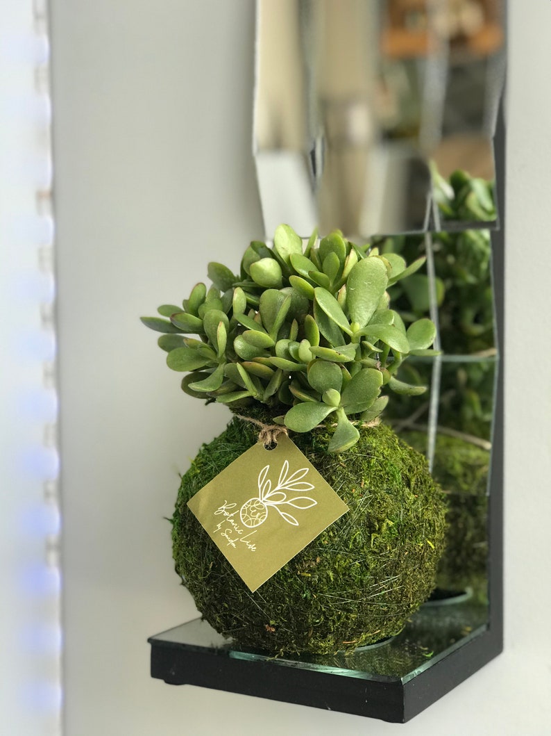 Kokedama Jade Plant Good Luck Plant Succulent Money Plant Etsy