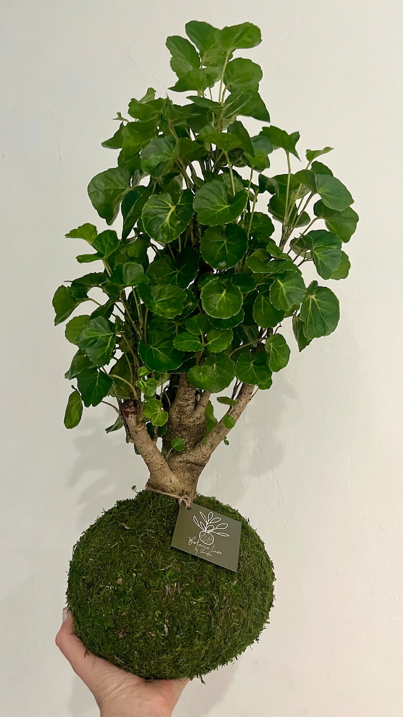 Fabian Aralia stump - Polyscias scutellaria - Thumbnail 4