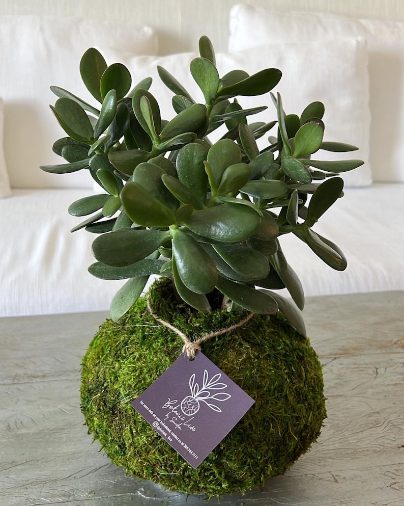 Kokedama Jade Plant Good Luck Plant Succulent Money Plant Etsy