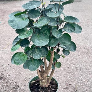 Fabian Aralia Stump- Aralia - Polyscias scutellaria -&#39;Fabian&#39;- House plant - 1 Gallon/ 6&quot; pot