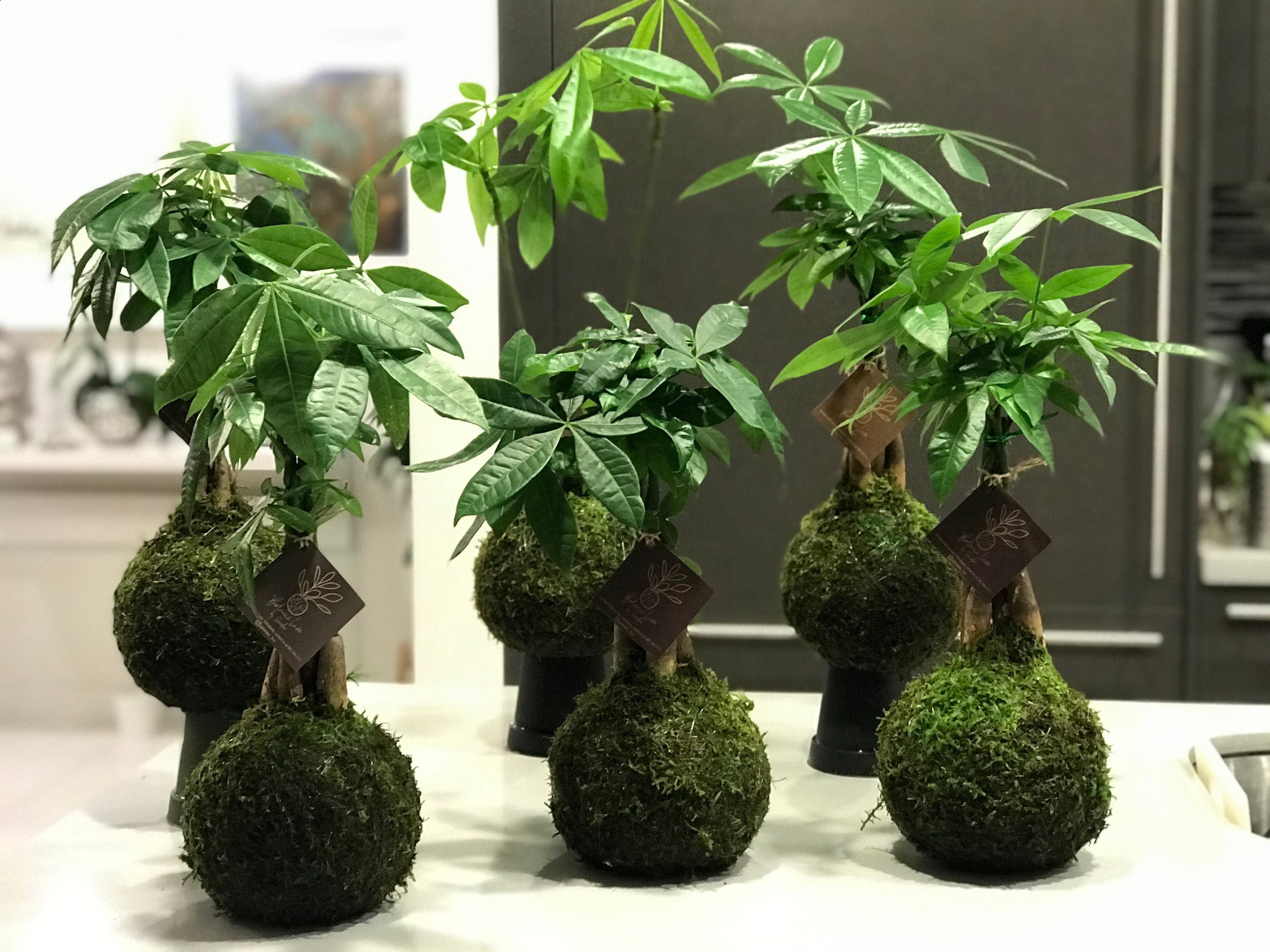 Pachira kokedama - Envoi de plantes naturelles