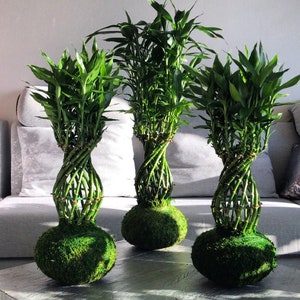 Lucky Bamboo Kokedama, bambu de la suerte -Dracaena- 25 inch- 30 inch (plant heights may vary) - Different shapes of bamboo trunks available