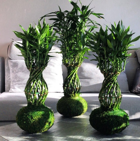 snake plant succulent Snake Plant 'Starlight'