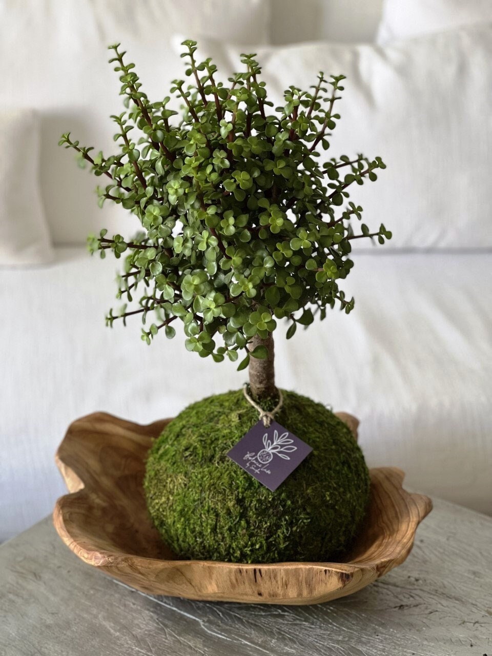 Elephant Bush Kokedama – Dwarf Jade Bonsai, Spekboom - Etsy
