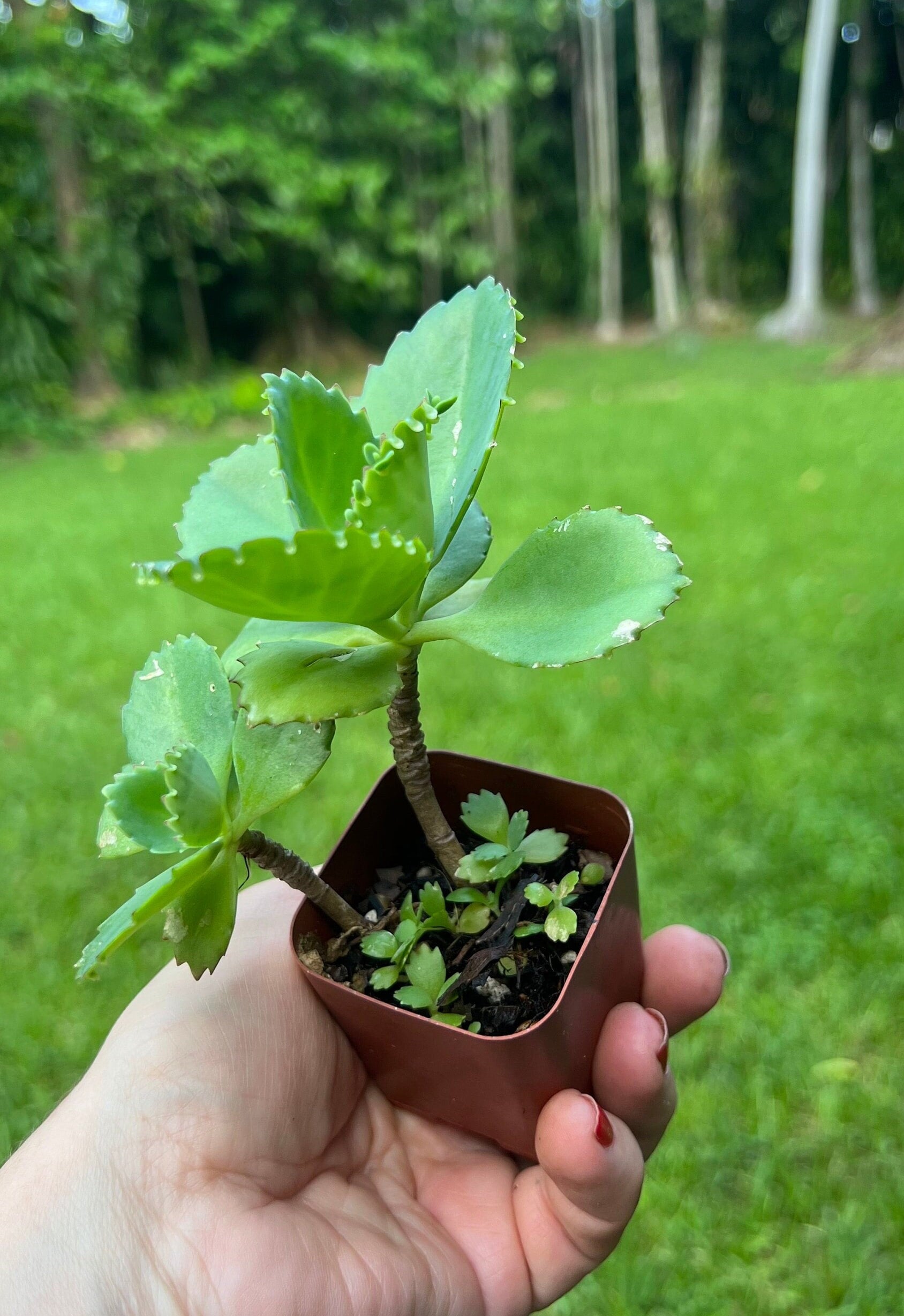 Mother of Thousands Kalanchoe Live Succulent, Fast-growing