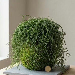 May include: A green kokedama plant, a Japanese moss ball, sits on a gray square stone. The plant features a dense, spherical shape with trailing, thin green stems. A small gold coin rests on the stone, adding scale to the image. The plant is a unique home decor item.