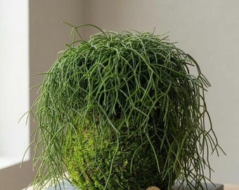 Rhipsalis Mistletoe Cactus Kokedama - Rhipsalis Baccifera Rooted