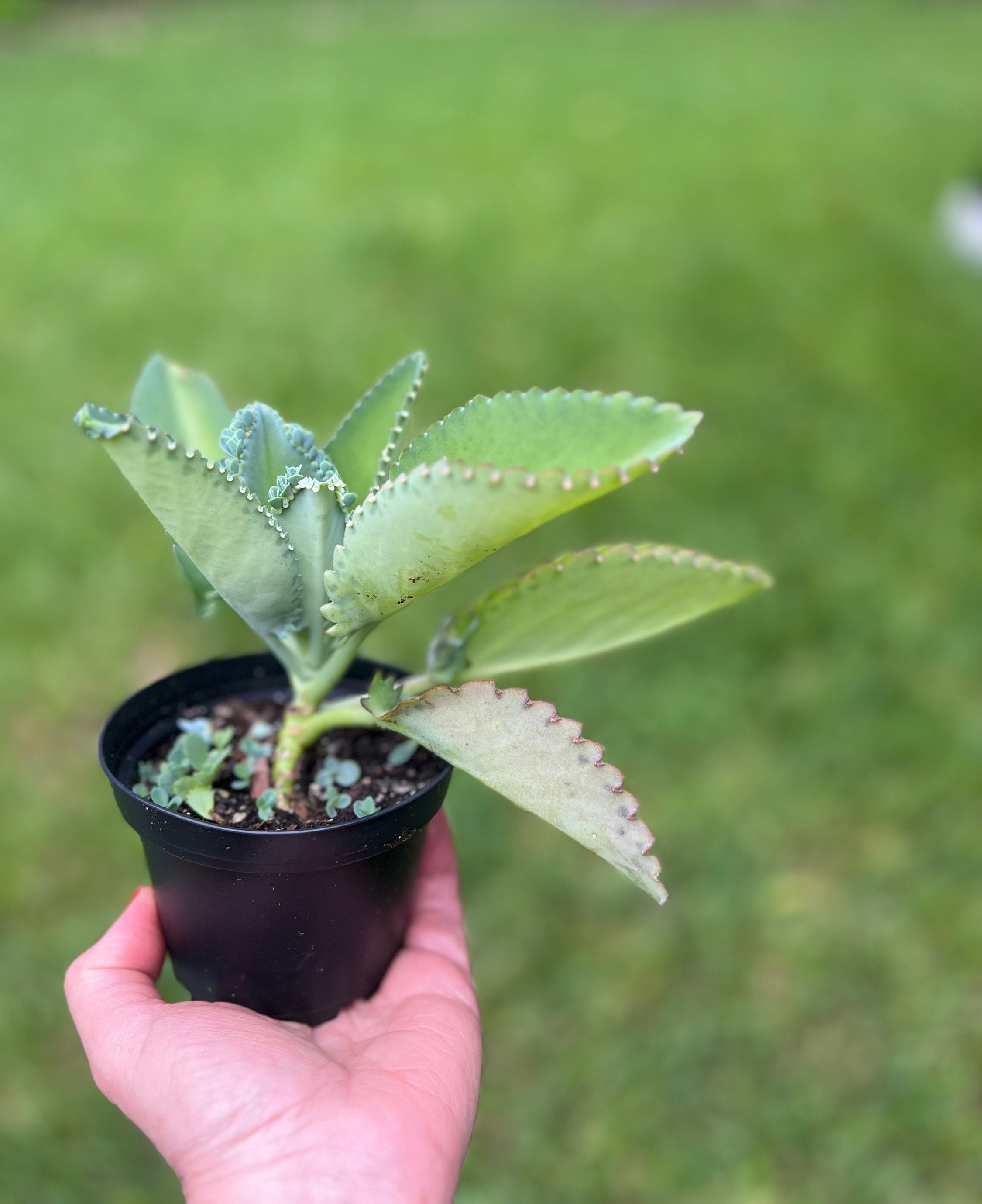 Mother of Thousands Kalanchoe Plant Set: 4