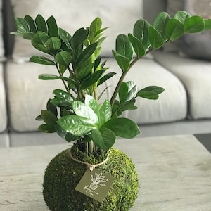 Zz plant Kokedama , Zanzibar Gem,Zamioculcas,Welcome Plant,Cardboard Plant, Zuzu plant,eternity plant,Emerald palm Height: 26 &quot;- 35&quot;