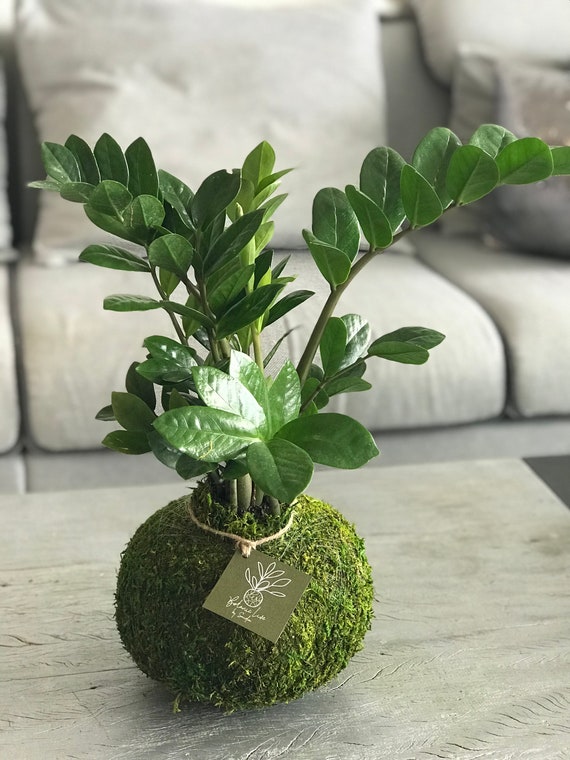 Kokedama Zz Plantzanzibar Etsy