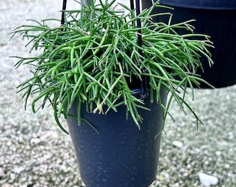Rhipsalis Mistletoe Cactus - Rhipsalis Baccifera Rooted  HANGING POT