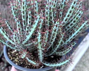 Pincushion Euphorbia Plant, Euphorbia Enopla, Drought Tolerant, 6" Pot