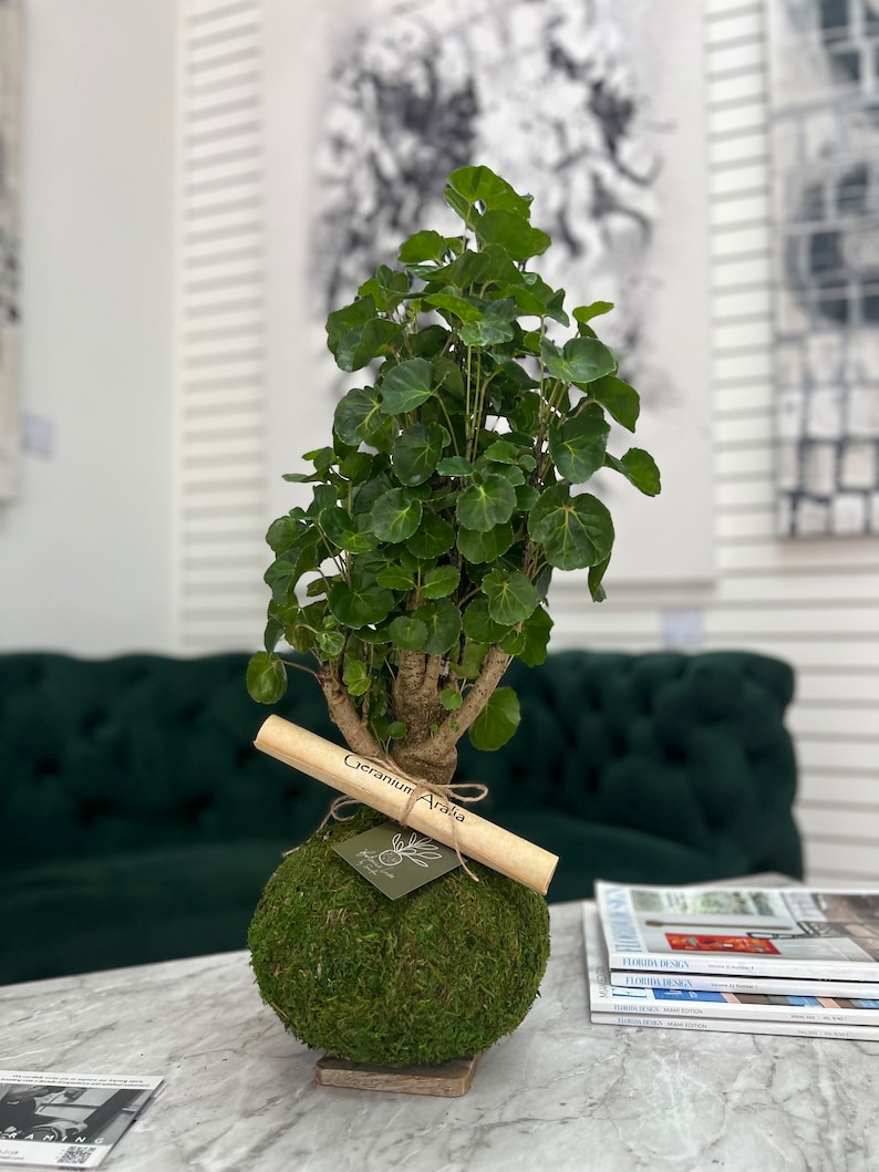 Fabian Aralia stump - Polyscias scutellaria - Thumbnail 5